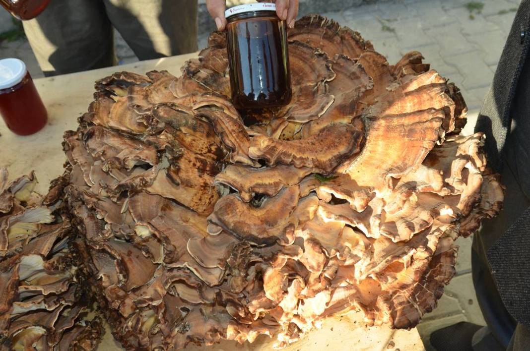 Ormanda topladıklarını satıyordu, bu kez bulduğu 37 kilogram! Sıfır sermayeli iş, almak için sıraya girdiler 6